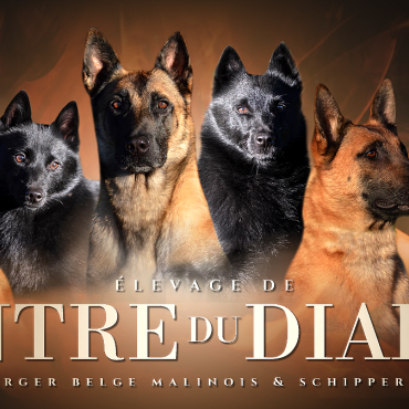 Elevage de l’antre du diable