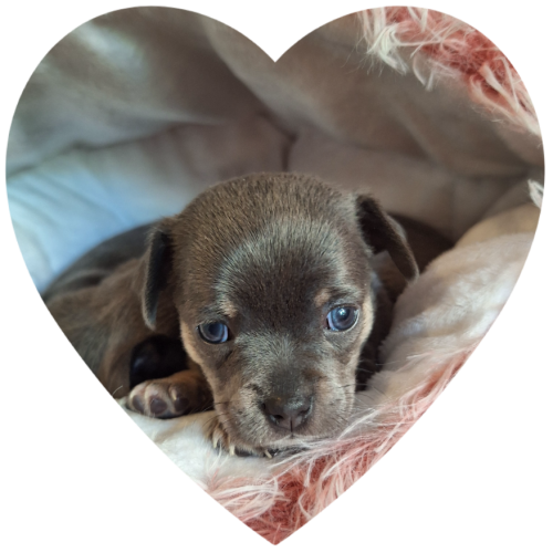 Chihuahua les petites perles de la riviera