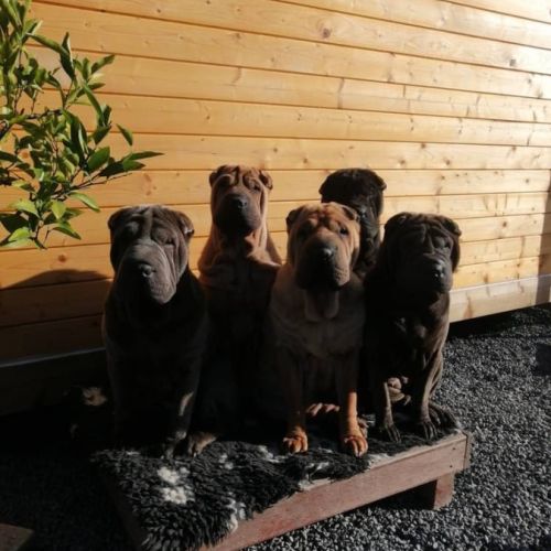 Mes loulous, mes amours ....ma vie....