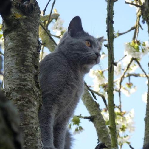 Élevage : chartreux