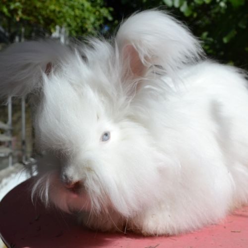 Pension pour lapin et cobayes, toilettage lapins