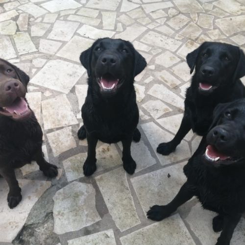 Elevage de labradors  grand est