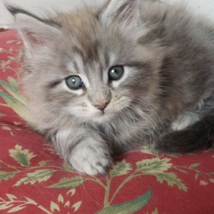 Chatterie des raisins de moissac