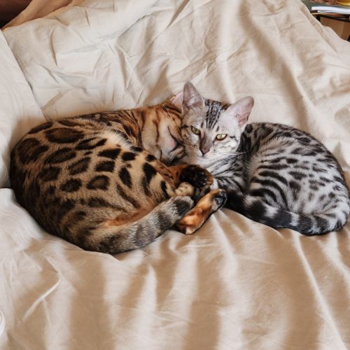 Royal bengal heritage