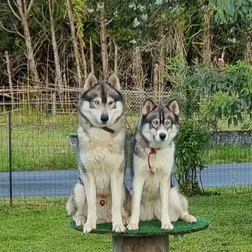 Au paradis des huskys
