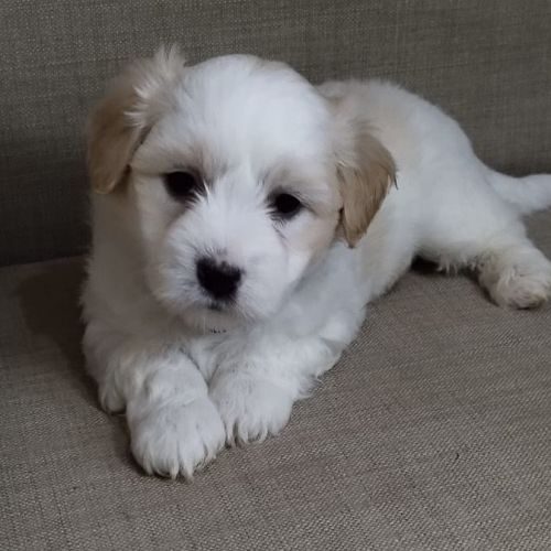 Elevage  de coton de tulear en famille