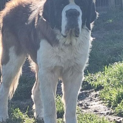 Elevage de saint bernard lof