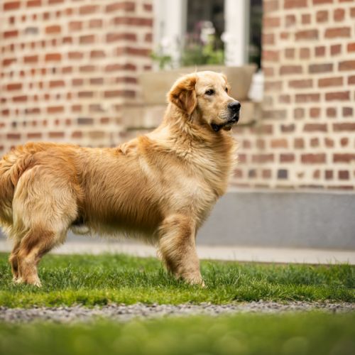 Du domaine de bonavis