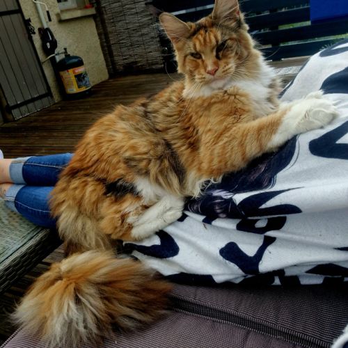 Chatterie de la cité de thanatos