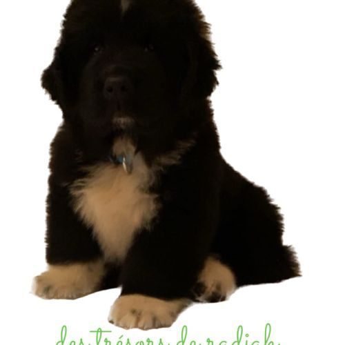 Les tresors de radjah