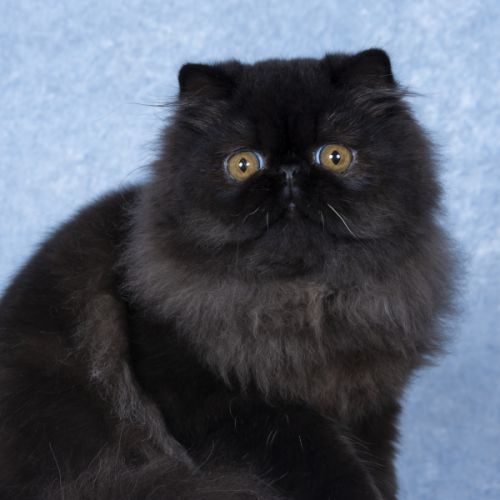 Élevage de chat persan de qualité