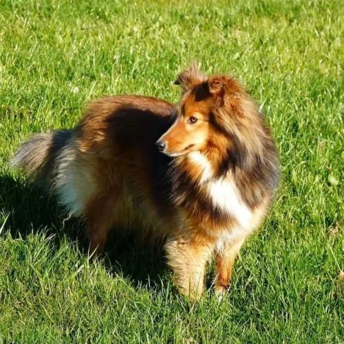 Élevage des petites lucioles