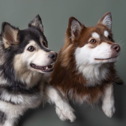 Elevage de l'univers de minima