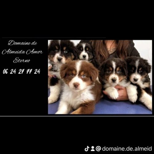 Domaine de almeida amor eterno