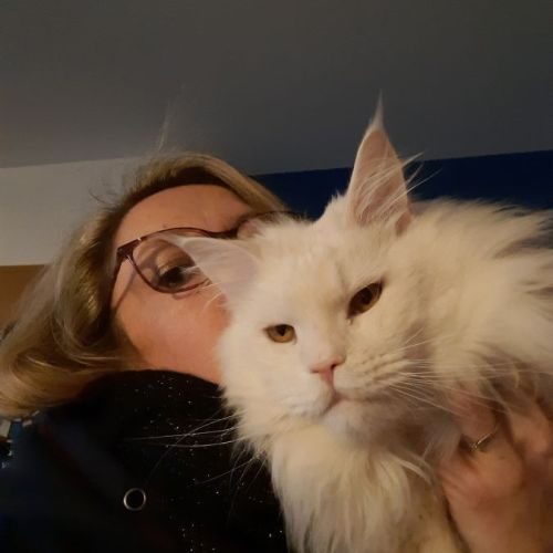 Élevage familial de maine coon