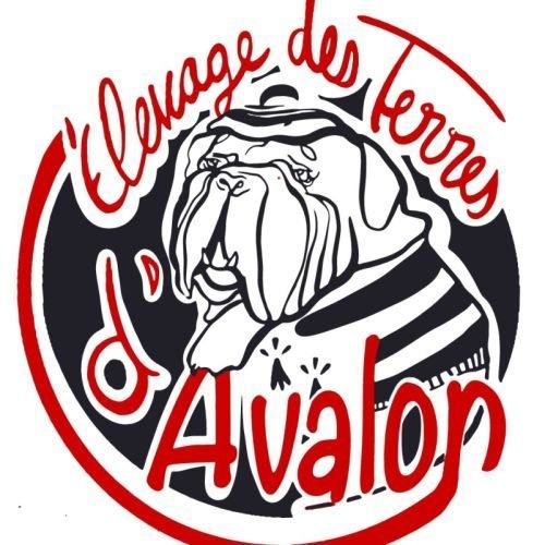 Bulldogs des terres d'avalon
