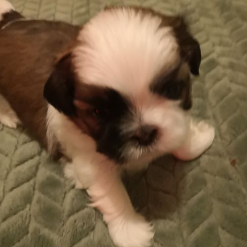 Le berceau du lac - elevage de shih tzu