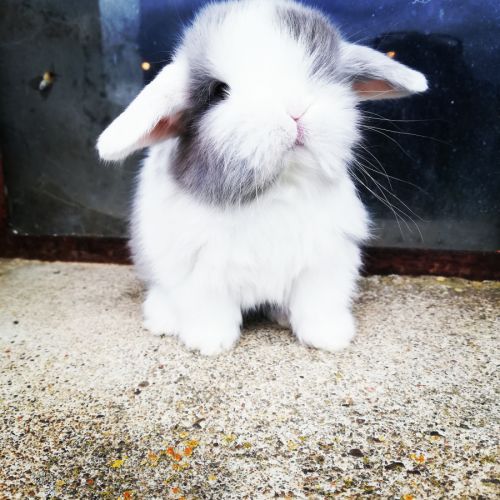 Les lapinottes de charmesson