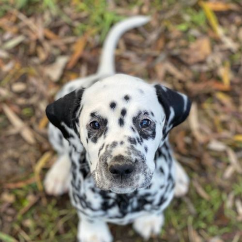 Elevage des terres de dai