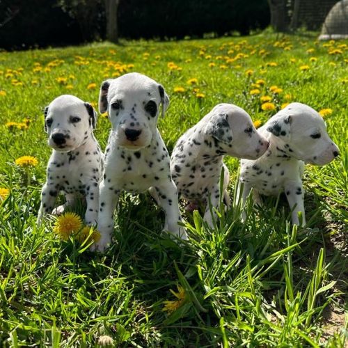 Elevage des terres de dai