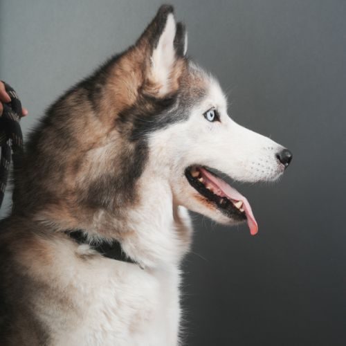 Elevage de husky sibérien