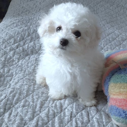 Elevage de bichon frisé