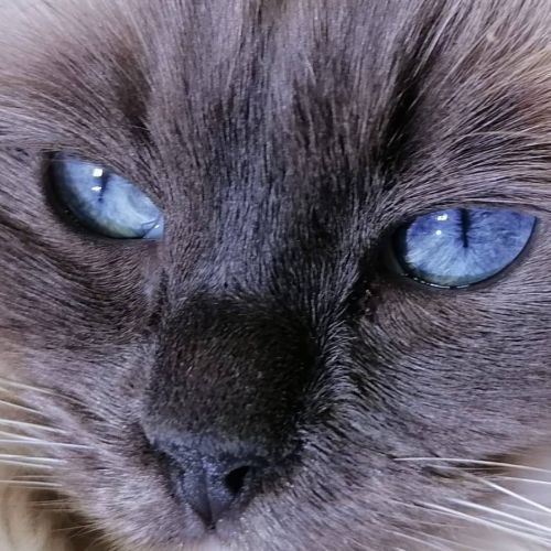 Elevage familial de ragdoll