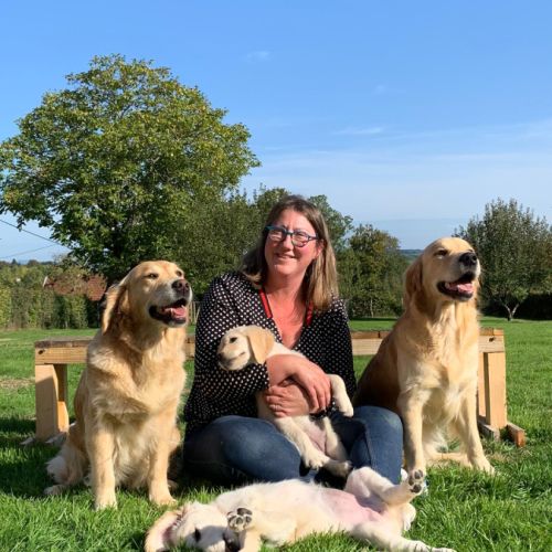 Chiots golden retriever lof