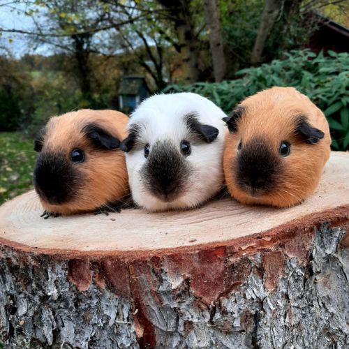 Poils lisse californien et péruviens