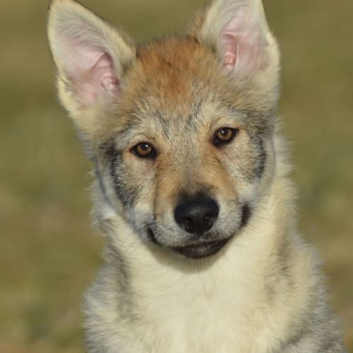 Chien-loup tchécoslovaque avec pedigree