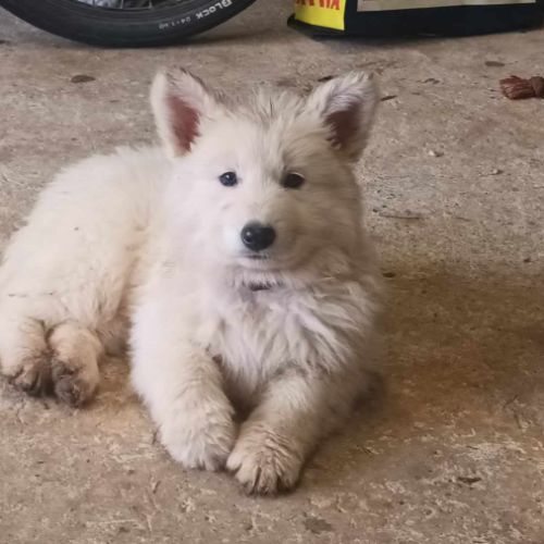 Berger blanc suisse