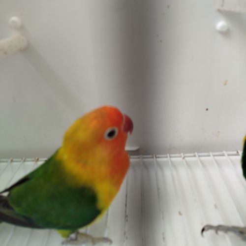 Fisher et roseicolis