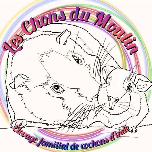 Élevage de cochons d'indes