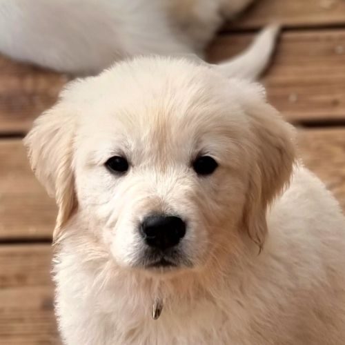 Adorables chiots golden retriever