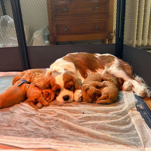 Cavaliers king charles comme à la maison !