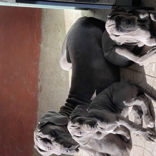 Elevage de dogue allemand bleu lof