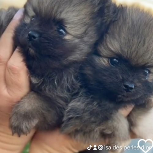 Domaine des perles d or