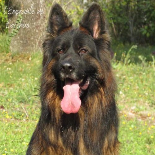 Berger allemand poil long