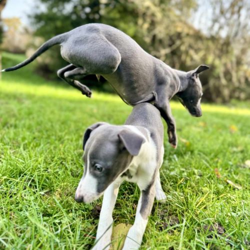 Elevage de la bastie d'hucaroc