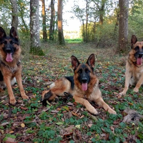 Elevage familial de berger allemand