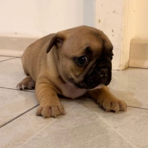 Bouledogues et teckels miniatures