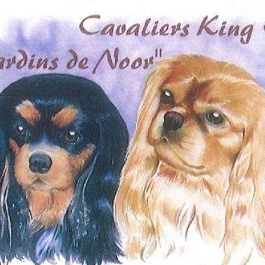 Elevage de cavaliers king charles