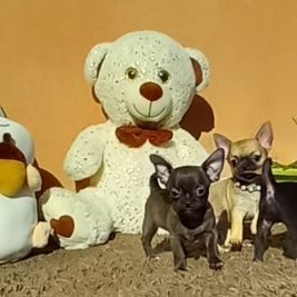 Elevage des pierres magiques d'oréo