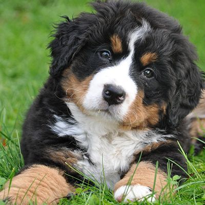 Chiots bouviers bernois disponibles