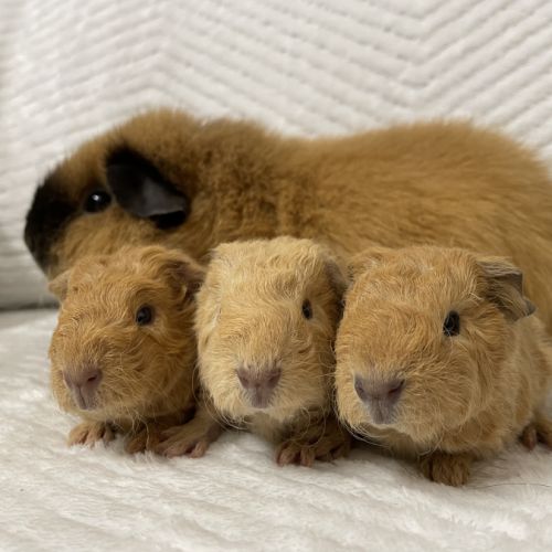 Les chons des portes de l’oise