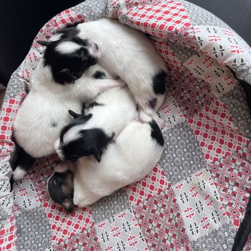 Elevage familial d'épagneul papillon