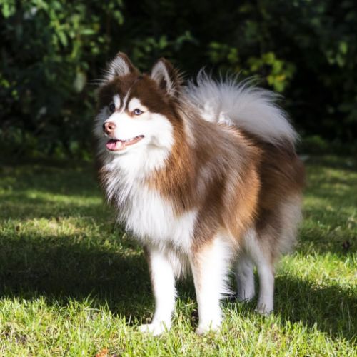 Élevage pomsky de la luna
