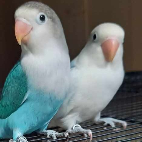 Eleveuse fisher, pyrrhura