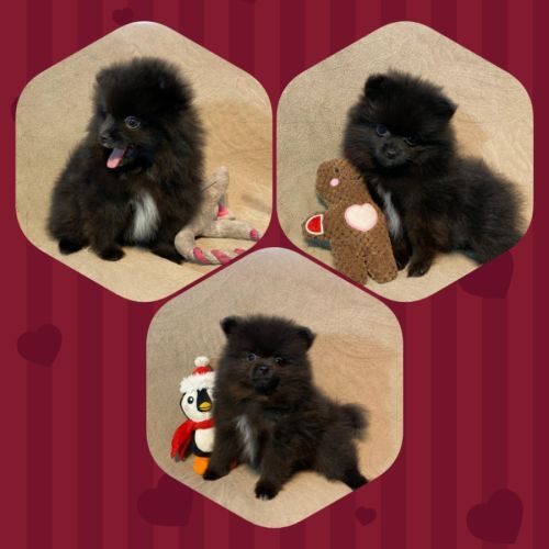 Haras de ponflot élevage de spitz nain / chihuahua