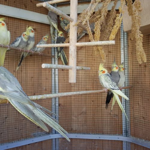 Calopsitte eam ou ec